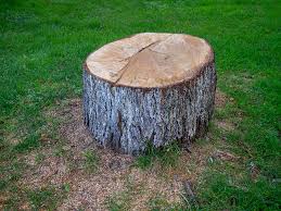 Best Tree Mulching  in Stinnett, TX