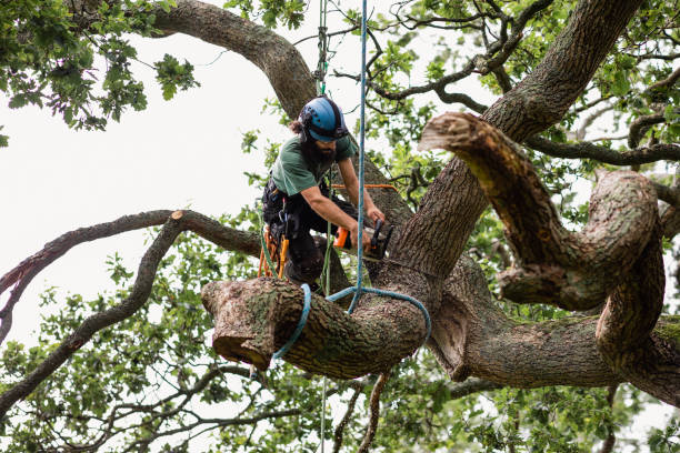 Reliable Stinnett, TX Tree Care Solutions