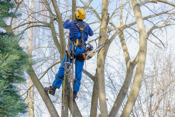 Tree Care