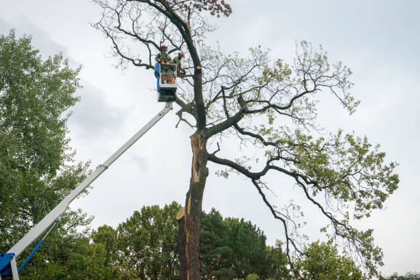 Best Hazardous Tree Removal  in Stinnett, TX