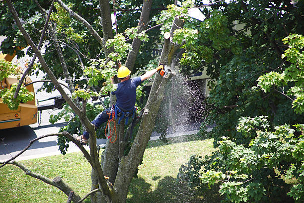 Best Leaf Removal  in Stinnett, TX