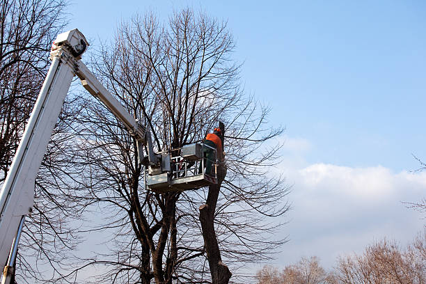 Best Hazardous Tree Removal  in Stinnett, TX