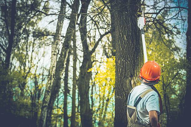 Best Tree Health Inspection  in Stinnett, TX